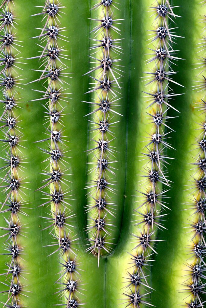 Stunning Green Cactus Macro: Symmetrical Needles & Thorns Wallpaper