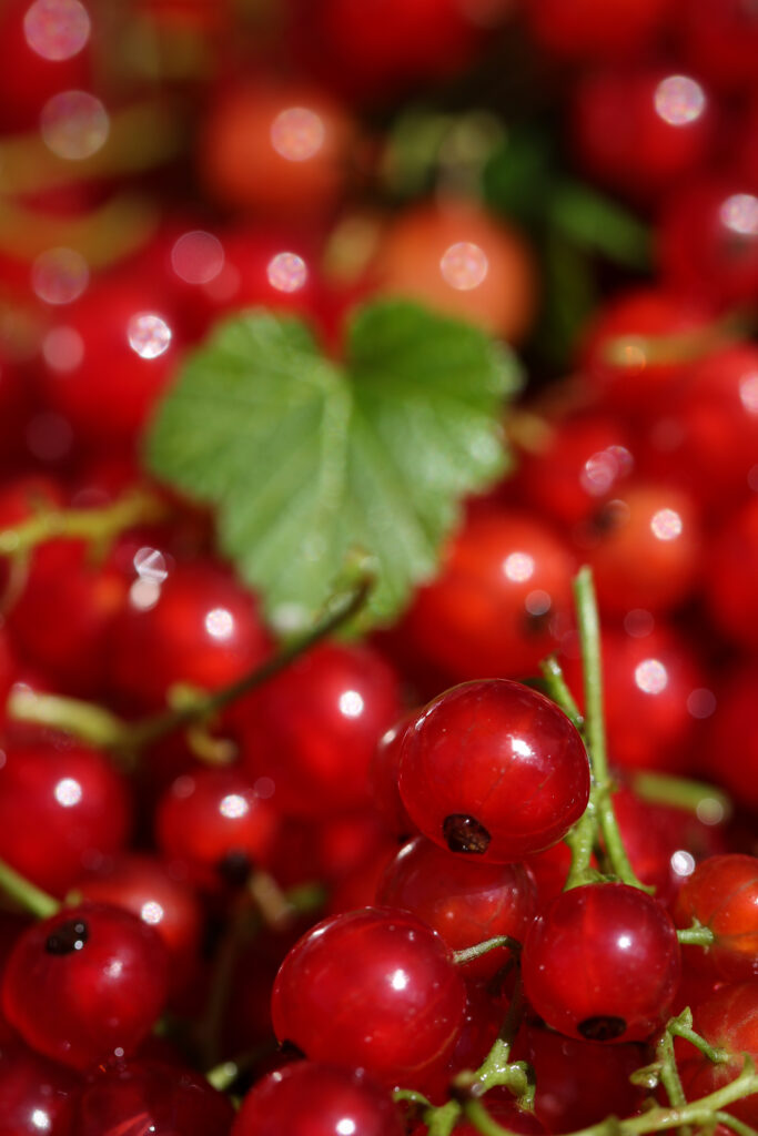 Vibrant Macro Shot of Juicy Red Currants - Wallpaper Background