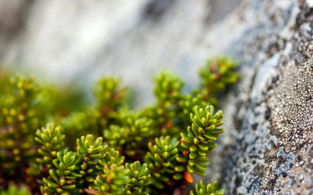 Vibrant Macro Image: Green Plants on Textured Rocks - Nature Wallpaper