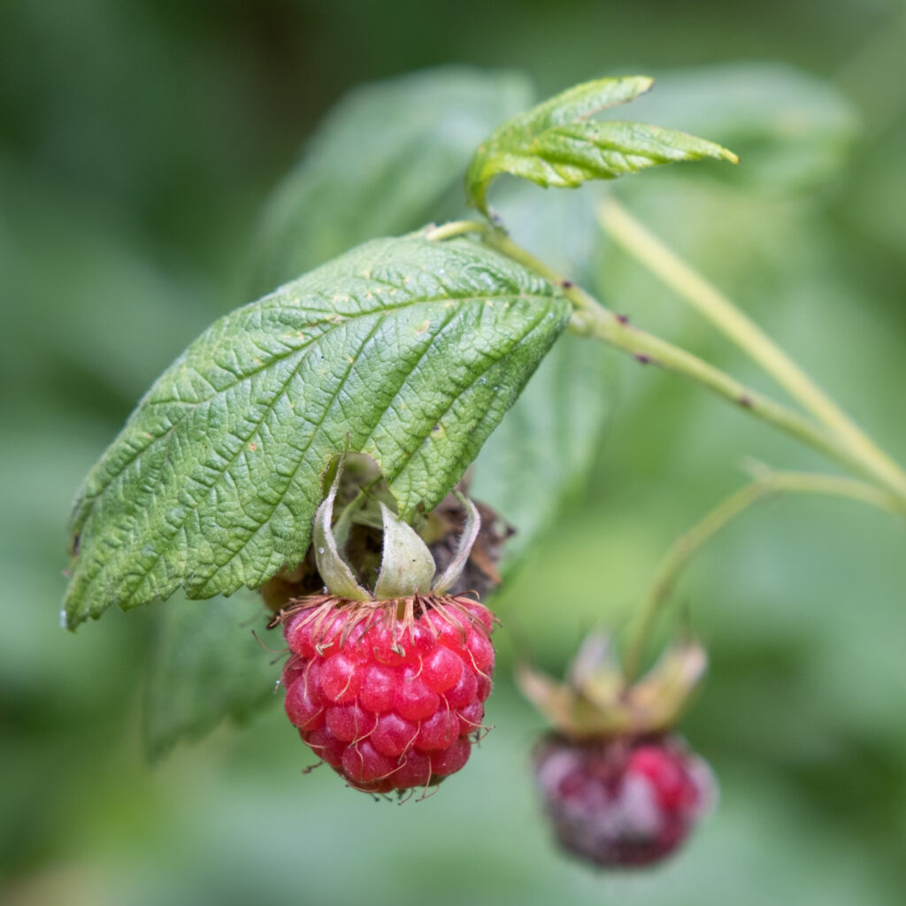 Vibrant Macro Raspberry and Lush Green Leaves Wallpaper Background