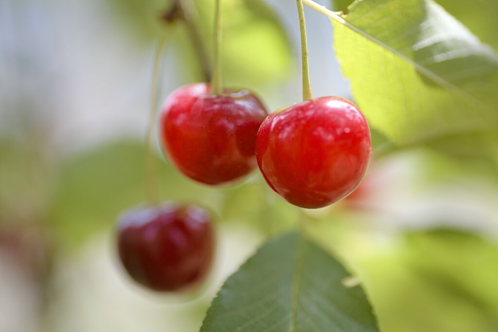 Vibrant Macro Shot of Ripe Red Cherries - Wallpaper Background