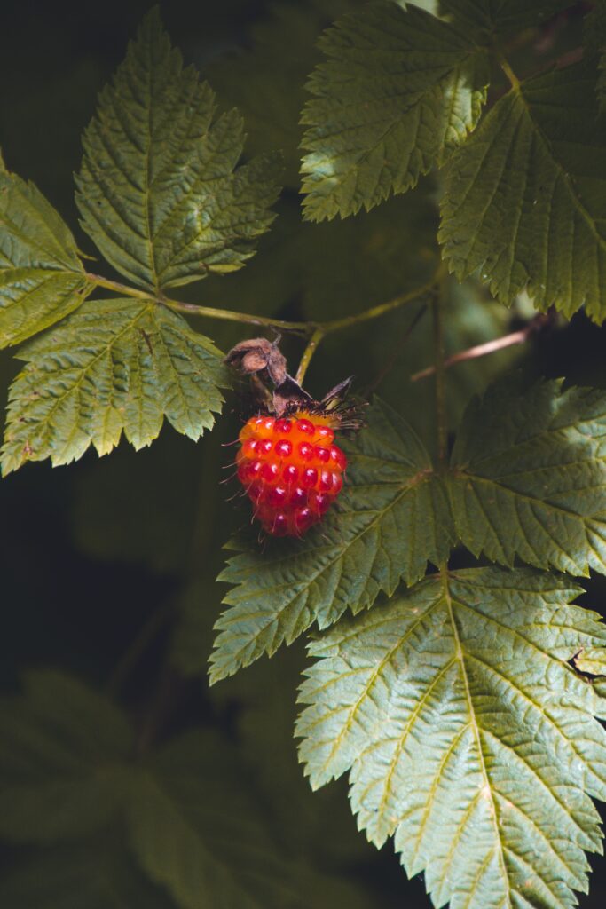 Vibrant Raspberry Macro: Lush Green Leaves Wallpaper Background