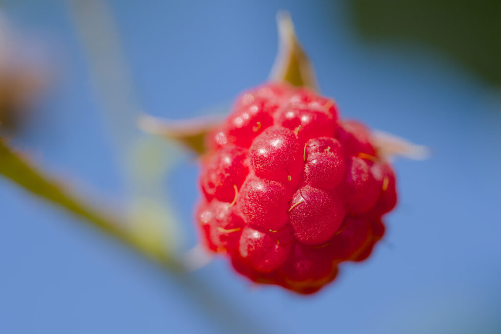Juicy Red Raspberry Macro Shot on Soft Blue Wallpaper Background