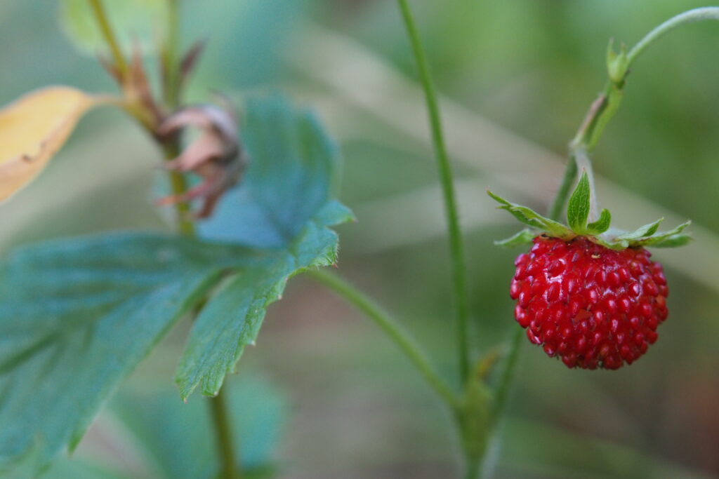 Vibrant Macro Strawberry Wallpaper: Ripe Red Fruit with Green Leaves