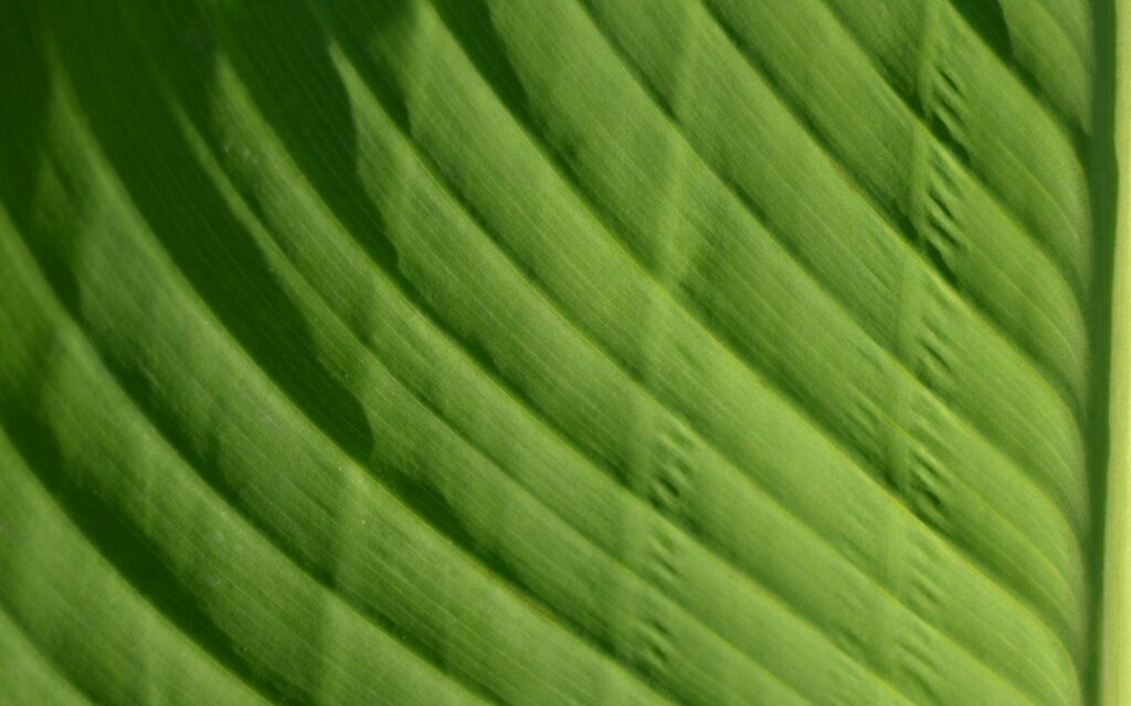 Vibrant Green Leaf Macro: Textured Veins & Natural Patterns Wallpaper