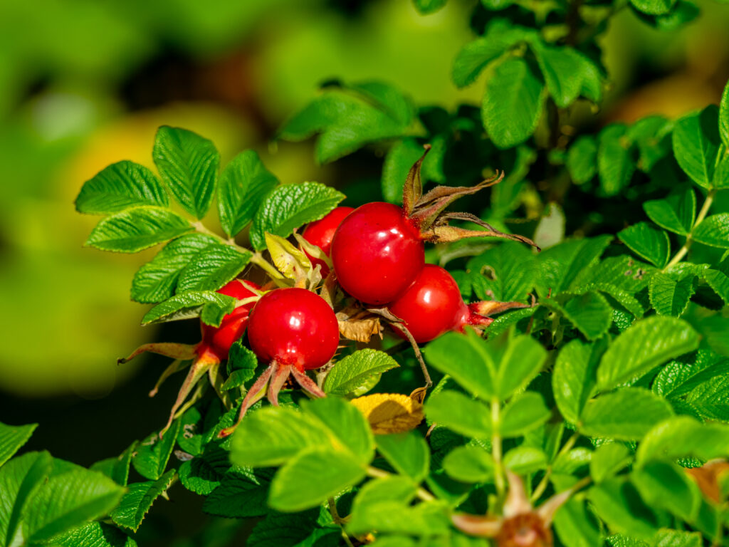 Vibrant Macro Shot of Wild Roses & Green Leaves - Stunning Wallpaper