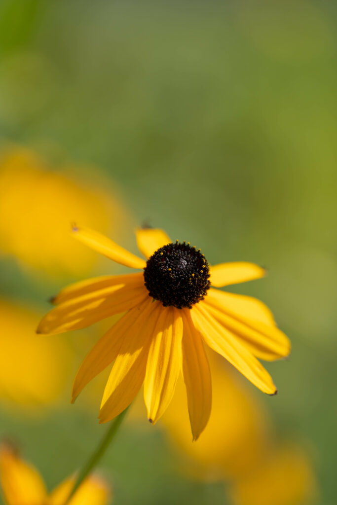 Vibrant Yellow Rudbeckia Flower Macro | Soft Green Wallpaper Background