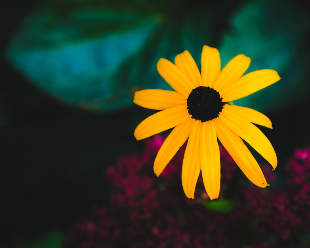 Stunning Yellow Rudbeckia Macro: Detailed Petals & Soft Background Wallpaper