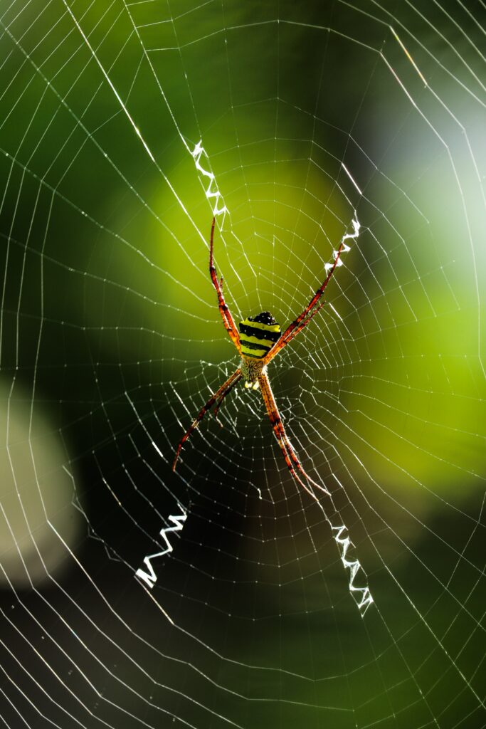 Stunning Macro Spider Wallpaper: Glimmering Cobweb Against Green