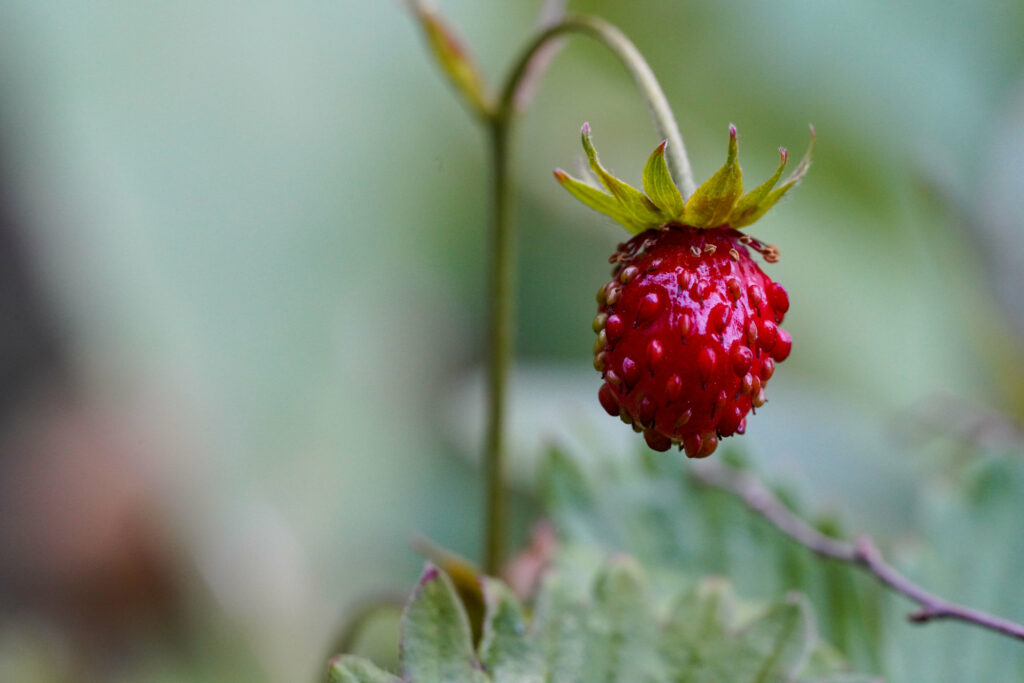 Vibrant Macro Wallpaper: Ripe Strawberry with Blurred Background