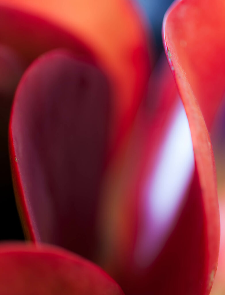 Vibrant Succulent Macro: Smooth Pink & Red Leaves Wallpaper Background
