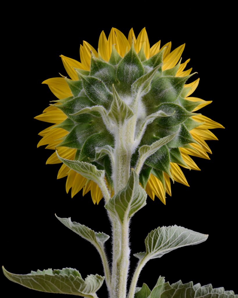 Vibrant Sunflower Macro: Bright Yellow Petals & Green Stem Wallpaper