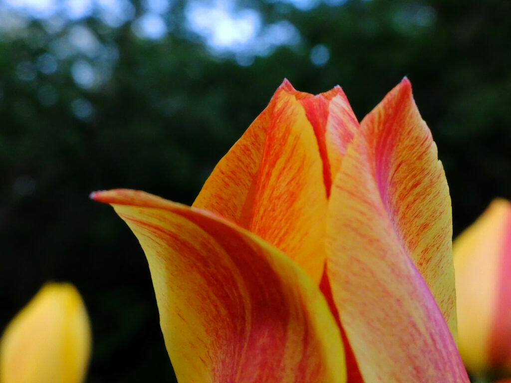 Vibrant Red & Yellow Tulip Macro - Stunning Wallpaper Background