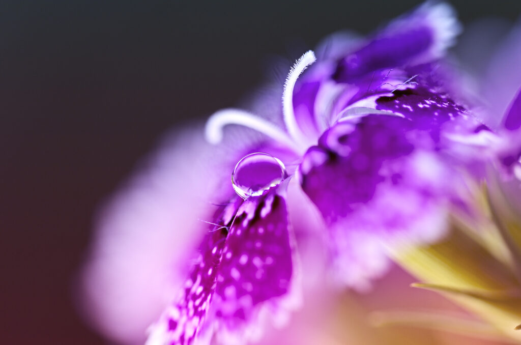 Vibrant Turkish Carnation Macro: Delicate Petals with Water Droplet Wallpaper