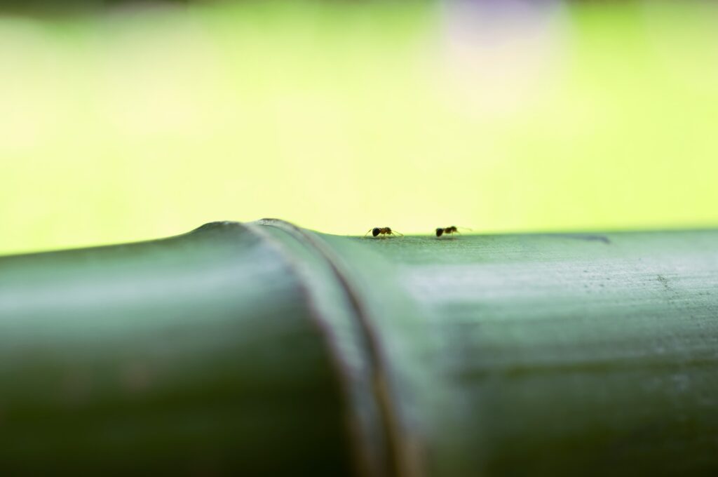 Macro Close-Up Wallpaper: Two Ants on Green Bamboo Stem