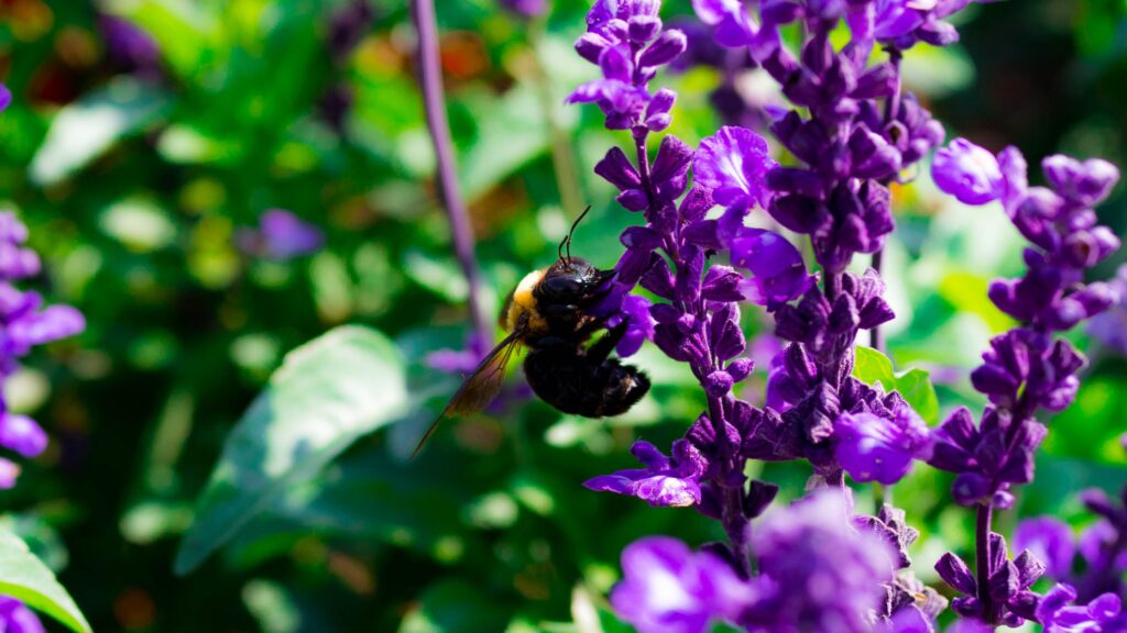 Vibrant Macro Wallpaper: Bee Pollinating Purple Flowers in Garden