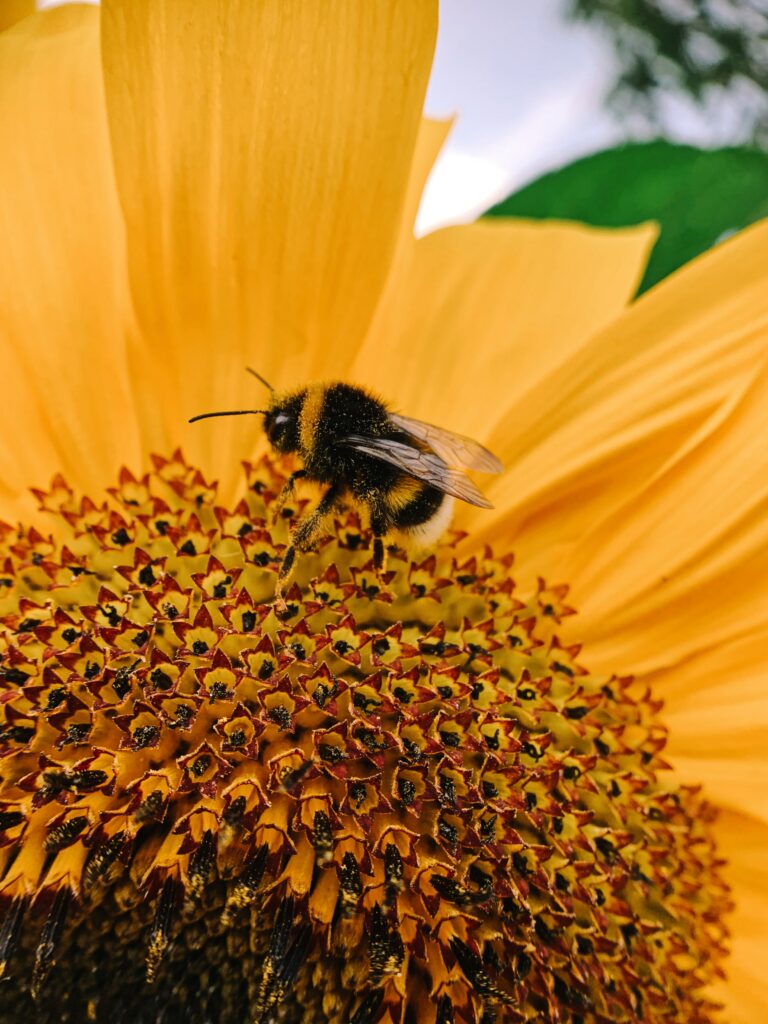 Vibrant Bee Pollination Macro Wallpaper: Bright Yellow Flower Details