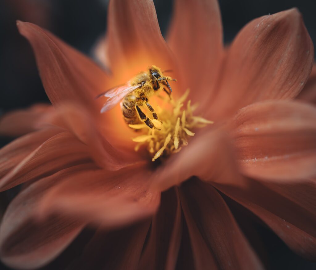 Vibrant Macro Wallpaper: Bee on Luminous Flower Petals