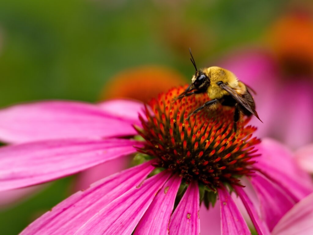 Vibrant Macro Bee on Pink Echinacea Flower Wallpaper Background