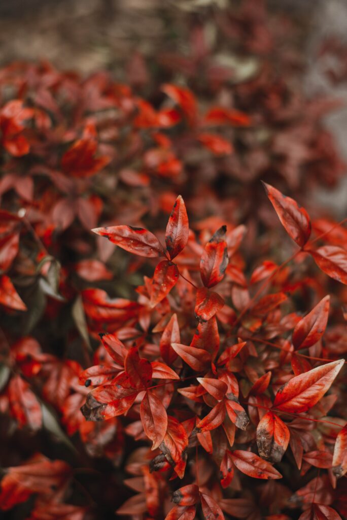 Vibrant Red Autumn Leaves Macro Wallpaper - Captivating Seasonal Change
