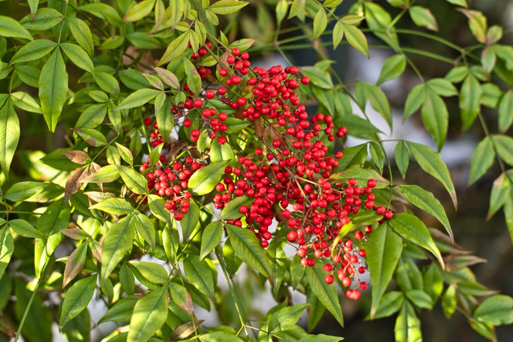 Vibrant Macro Wallpaper: Bright Red Berries & Lush Green Leaves