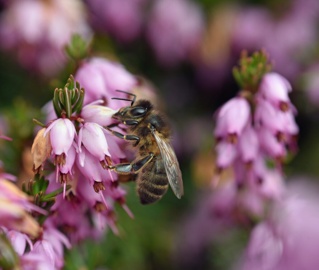 Vibrant Bumblebee on Pink Flower Macro Wallpaper Background