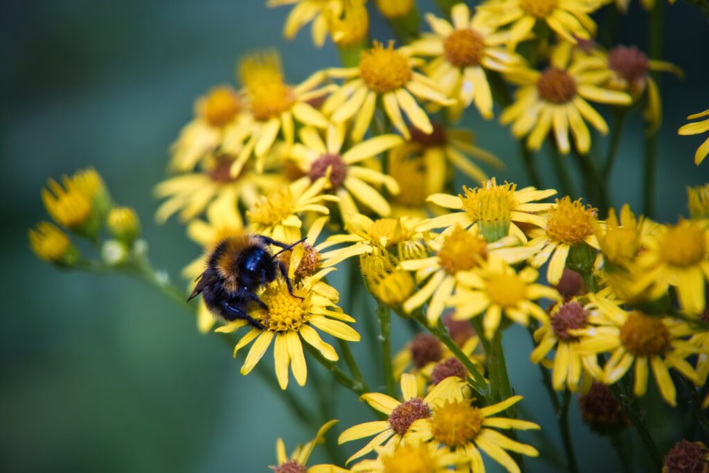Vibrant Bumblebee Macro Wallpaper on Yellow Ragwort Flowers