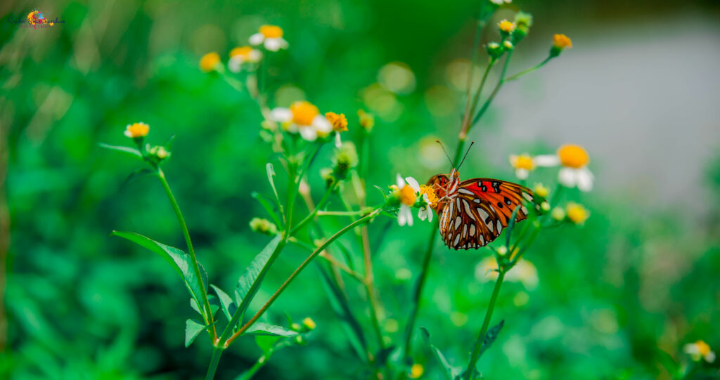 Vibrant Butterfly Macro Wallpaper: Chamomile & Lush Greenery