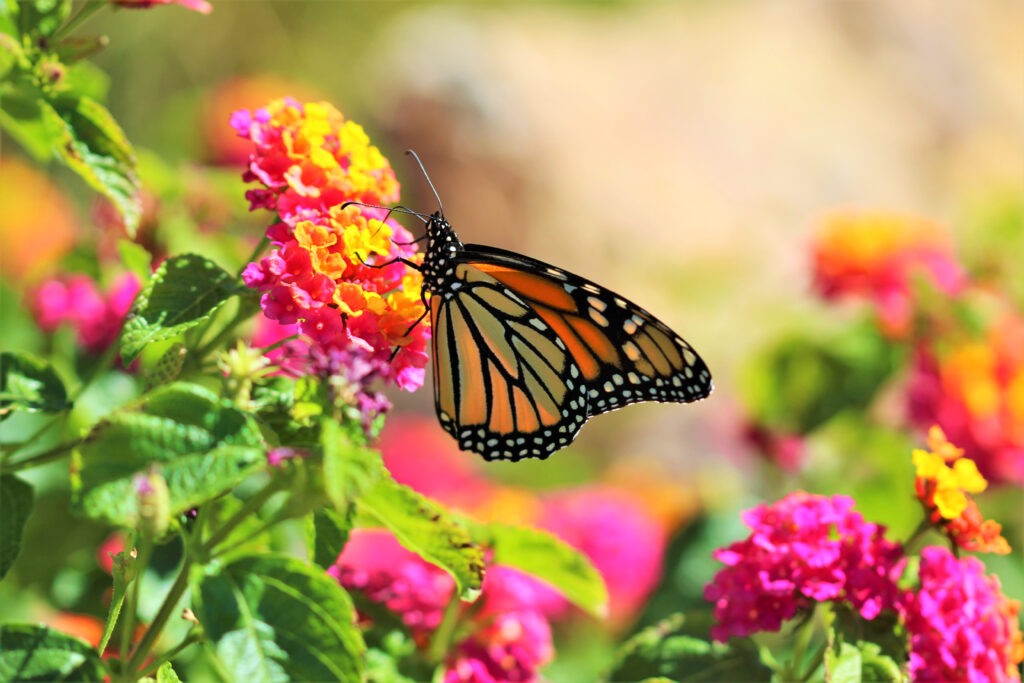 Vibrant Butterfly Close-Up Wallpaper with Colorful Flowers
