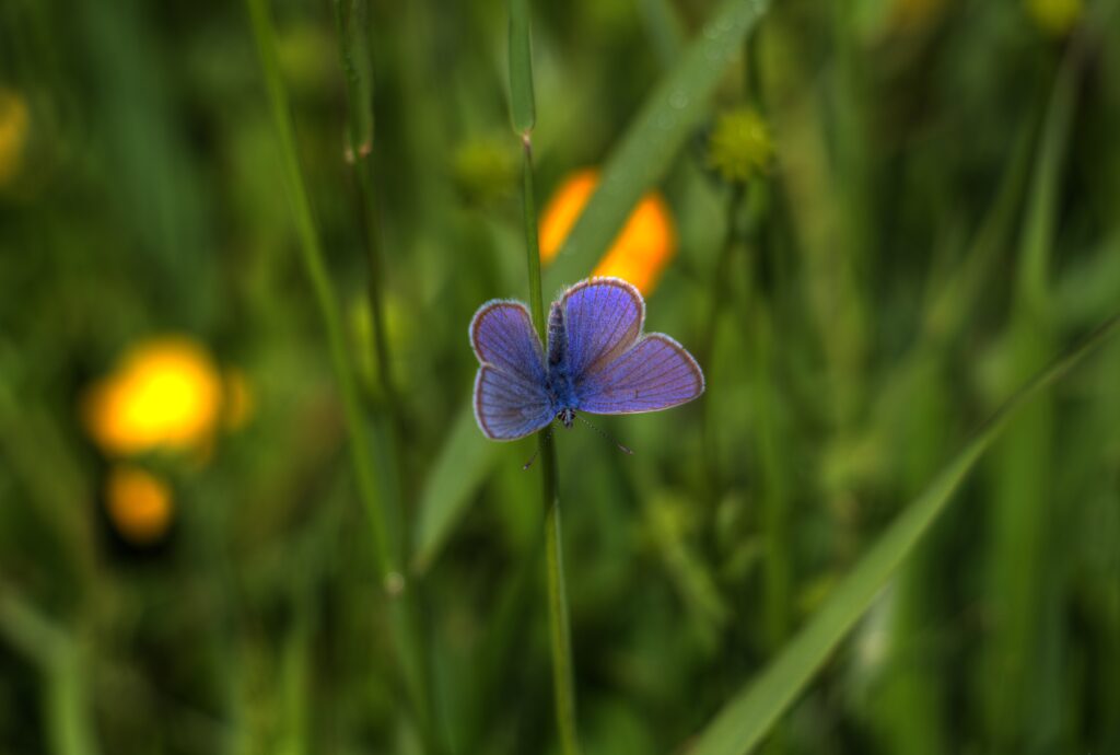 Vibrant Macro Wallpaper: Butterfly on Plant Stem with Greenery