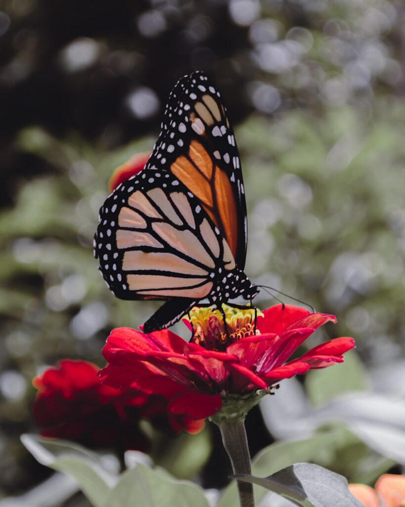 Stunning Macro Butterfly Wallpaper on Red Flower Background