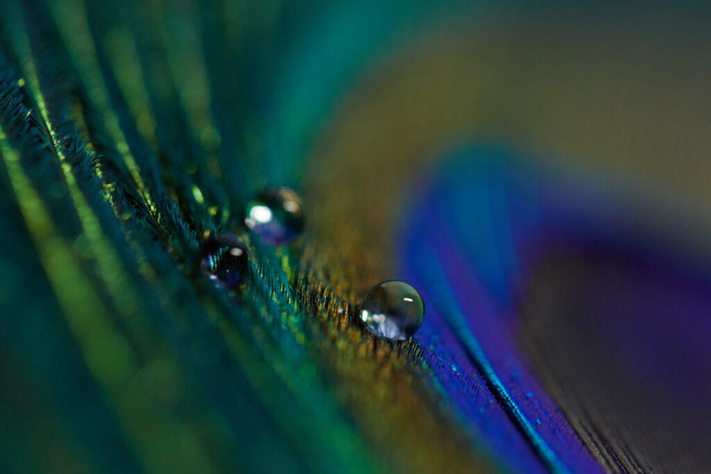 Vibrant Macro Wallpaper: Colorful Feather with Water Droplets Detail