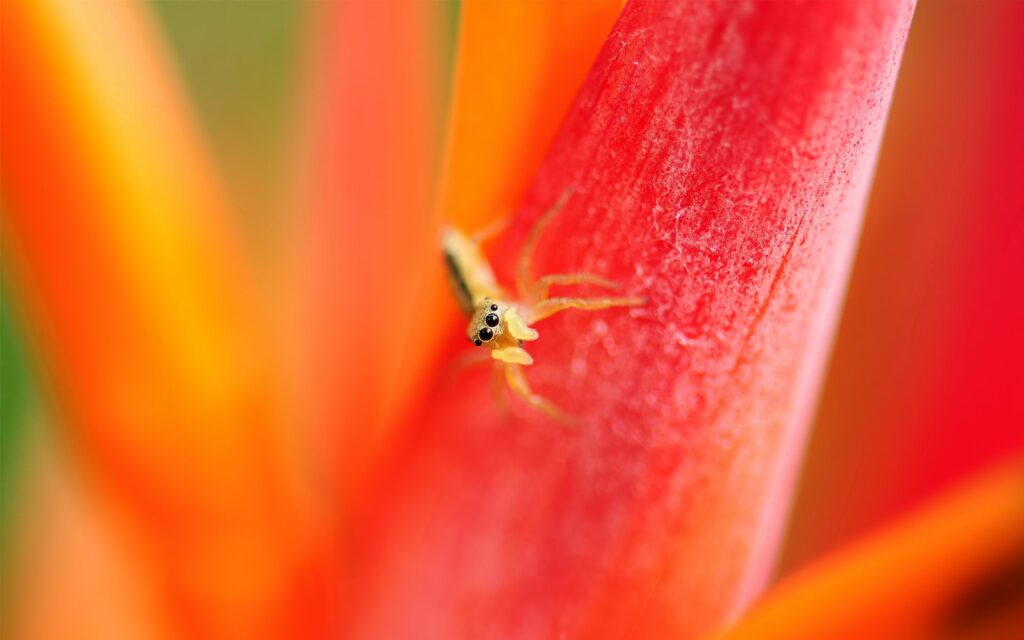 Vibrant Macro Wallpaper: Spider with Bright Eyes on Red-Orange Petals