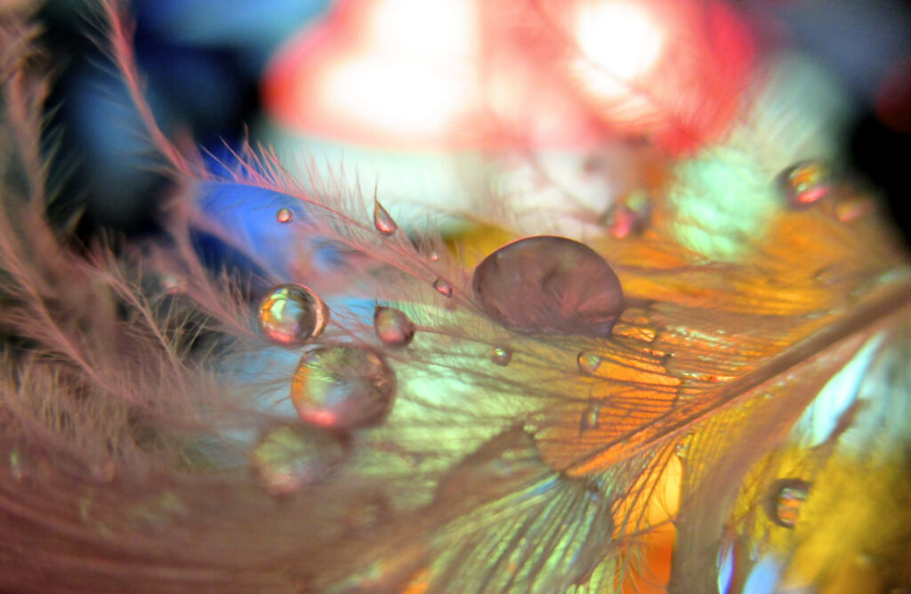 Vibrant Macro Wallpaper: Feathers with Shimmering Water Drops