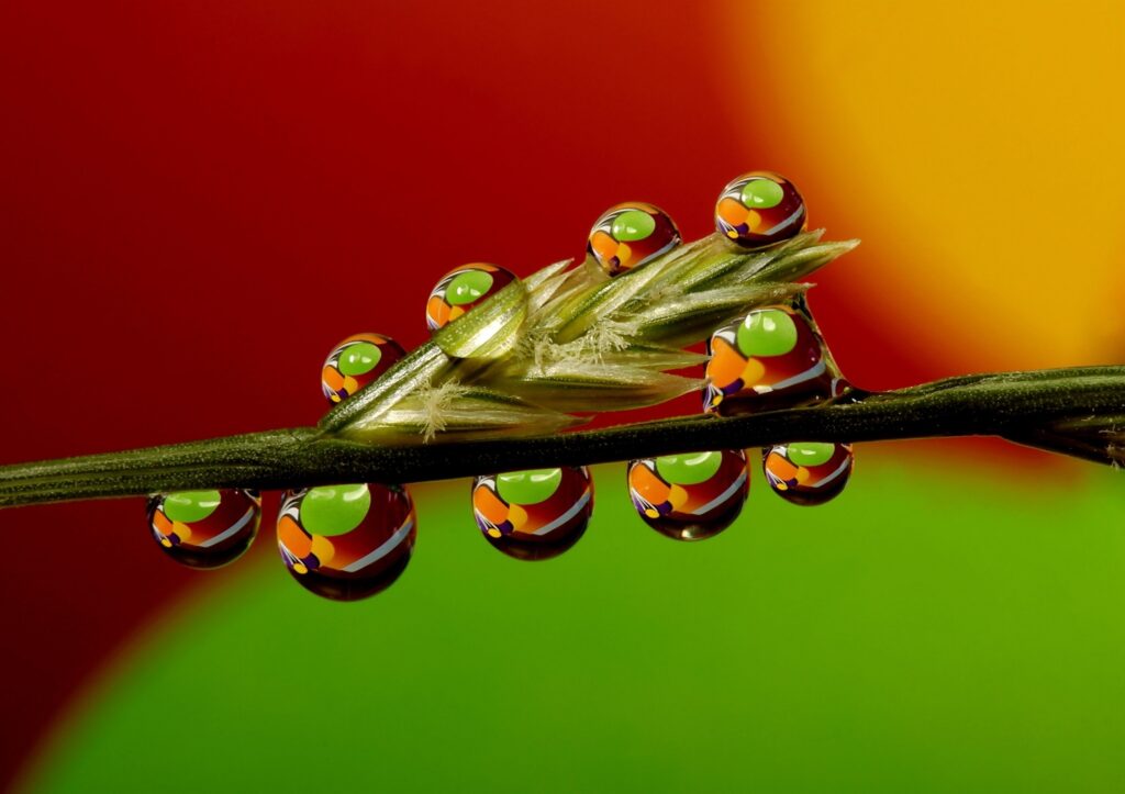Vibrant Macro Wallpaper: Dew Drops on Grass Stalk with Colorful Reflections