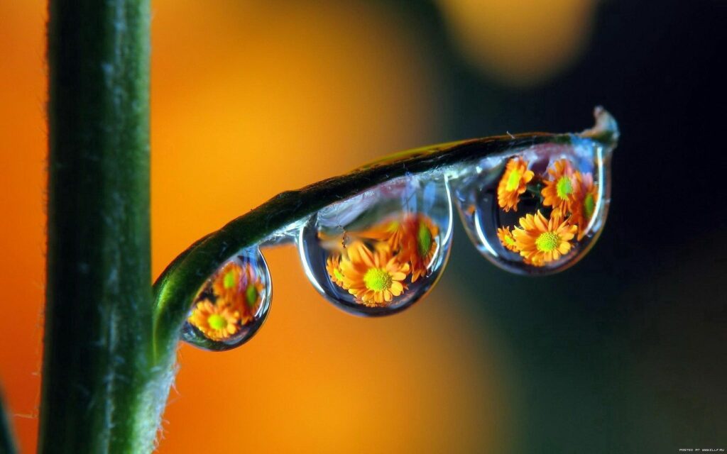 Colorful Macro Wallpaper: Dewdrops on Plant Stem with Orange Flowers