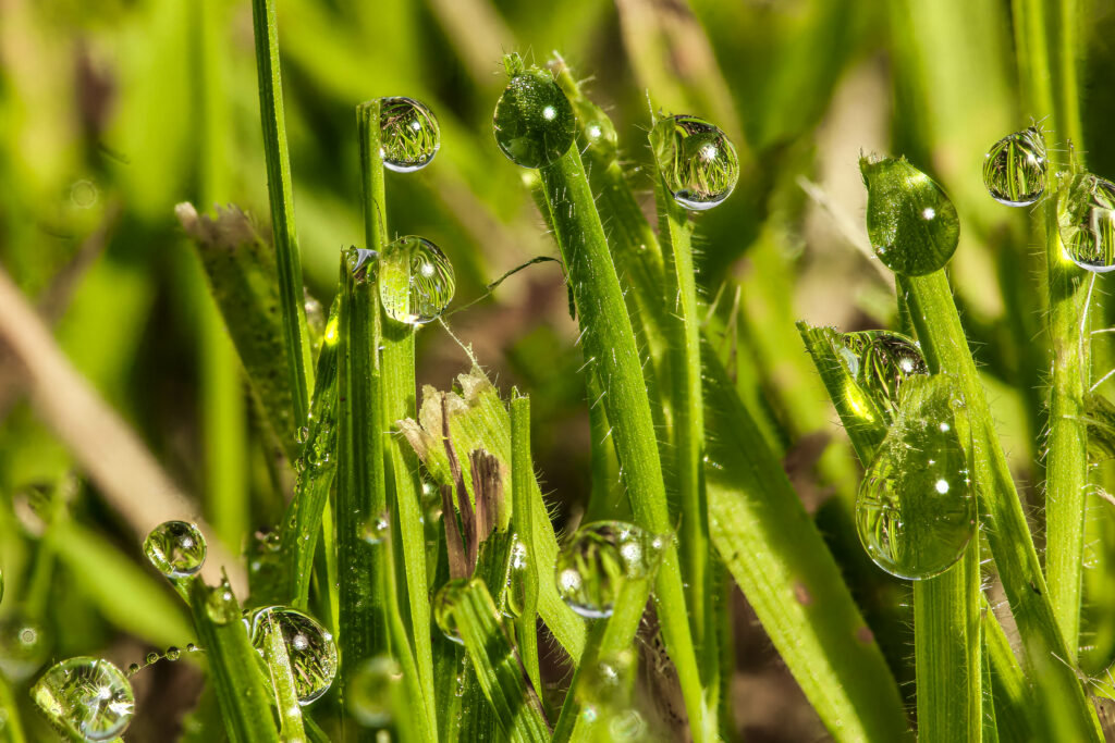 Vibrant Green Grass Wallpaper with Shimmering Water Droplets