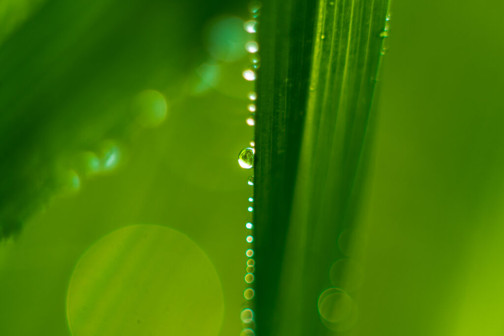 Serene Green Leaf Wallpaper with Water Droplets – Natural Macro Beauty