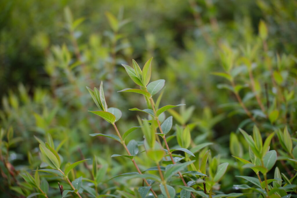 Fresh Green Leaves: Vibrant Macro Shot for Spring Wallpaper Background