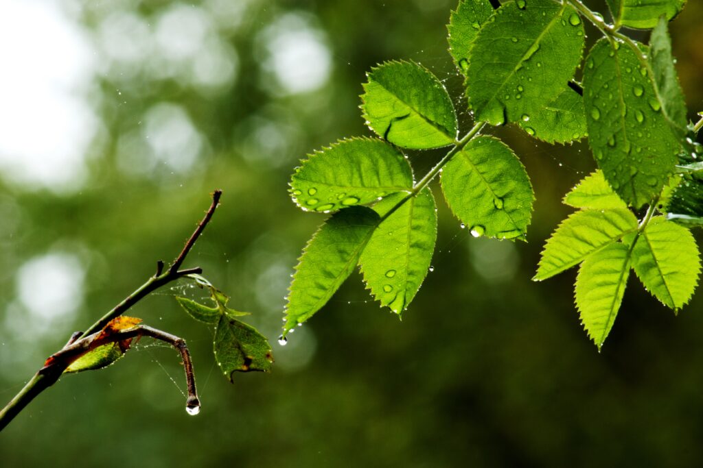 Vibrant Macro Shot: Fresh Green Leaves & Dewy Web in Nature Wallpaper