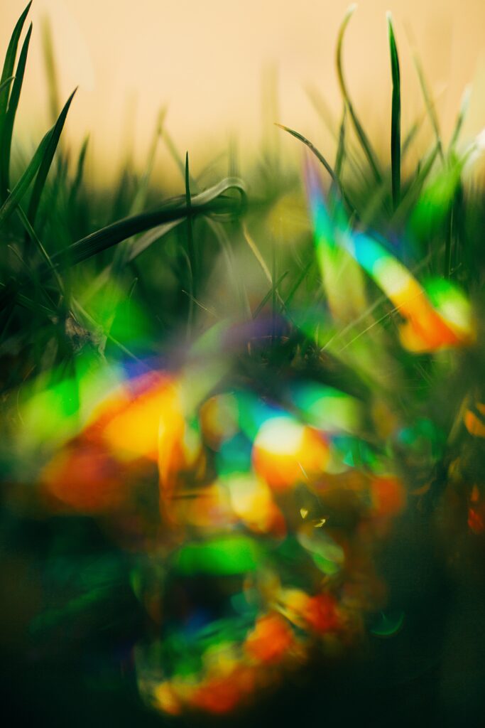 Colorful Macro Grass Wallpaper with Dreamlike Bokeh Effect