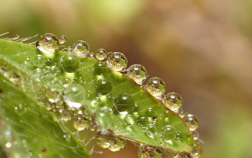 Vibrant Green Leaf Macro Wallpaper with Water Droplets Background