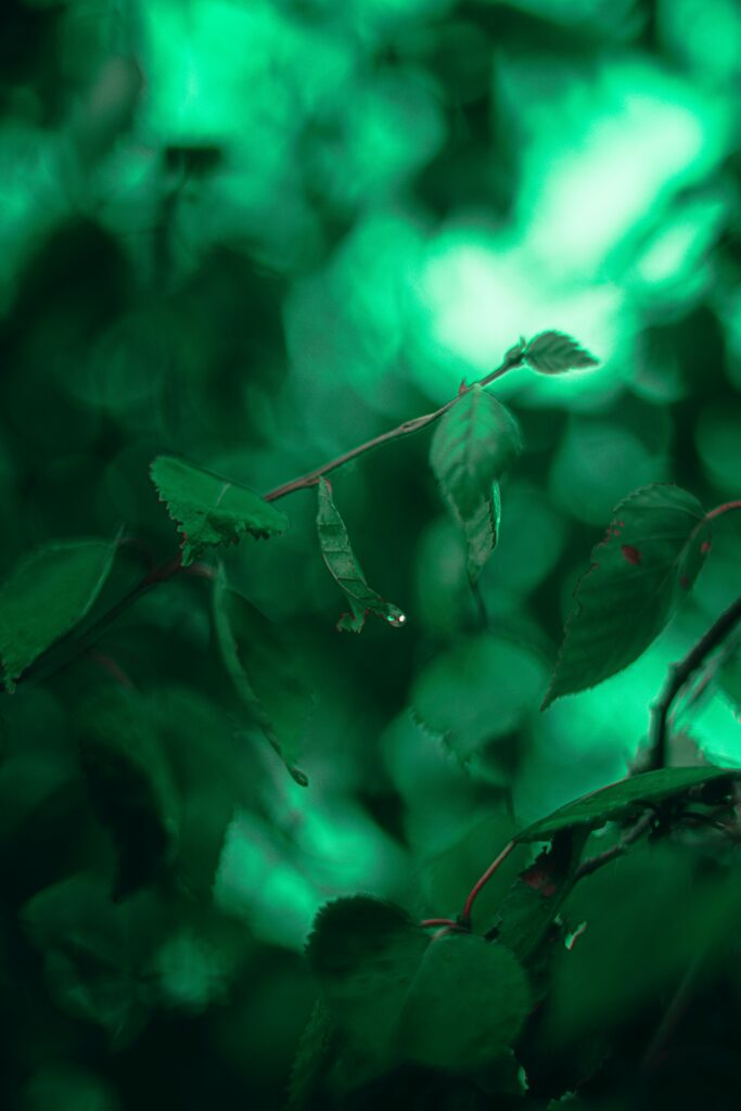 Vibrant Green Leaves Macro Wallpaper with Water Droplets