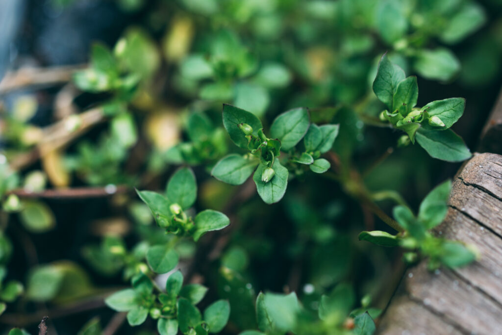 Vibrant Green Plant Leaves: Macro Wall Art for Natural Atmosphere Wallpaper