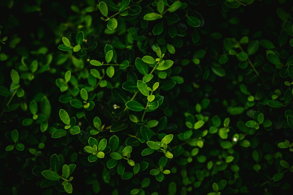 Vibrant Macro Green Leaves: Intricate Dense Bush Wallpaper Background