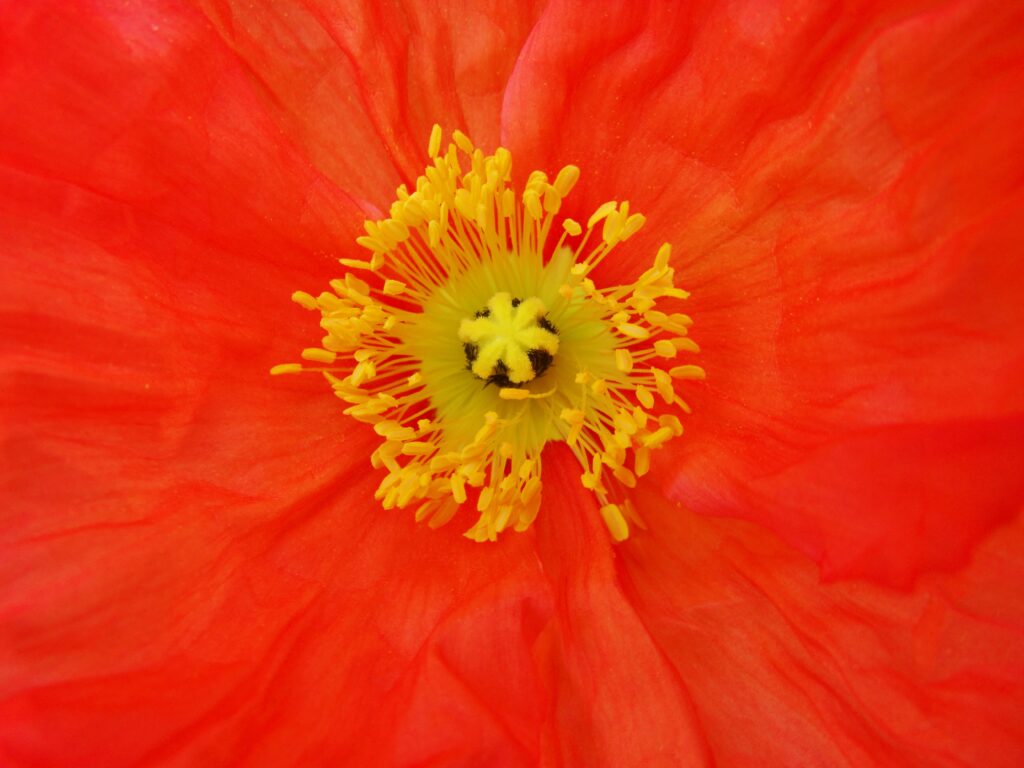 Vibrant Macro Wallpaper of Red Poppy Flower with Yellow Pollen