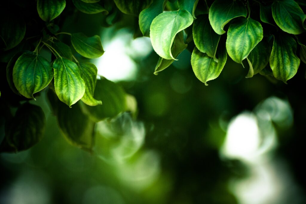 Vibrant Macro Wallpaper: Lush Green Leaves & Intricate Foliage Details