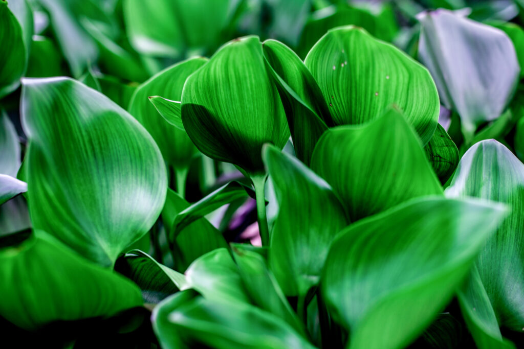 Vibrant Macro Wallpaper: Lush Green Leaves with Soft Light & Shadows
