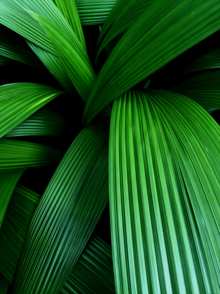 Vibrant Palm Leaves Macro: Lush Green Wallpaper Background