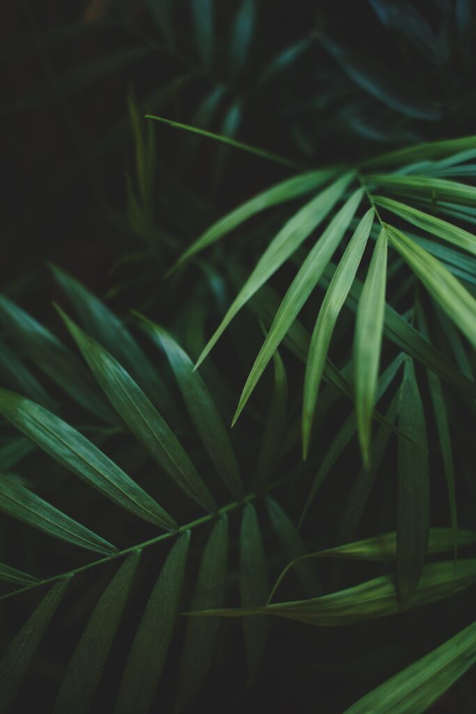 Vibrant Green Palm Leaves Wallpaper: Macro Textures & Natural Tones